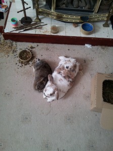 Bunnies make a mess.