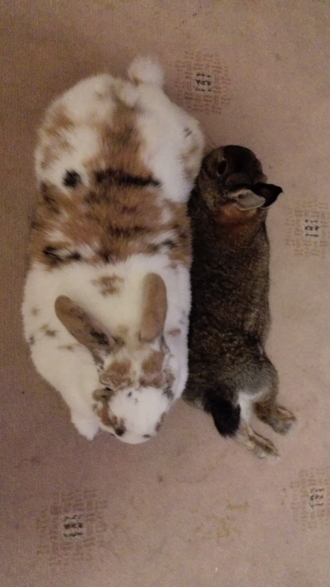 This is Cleo doing a flopsy, then Banacek came and laid down next to her because there wasn't enough cute!!