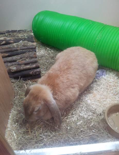 This was Katie Bunny's enclosure in the adoptable area at Pets at Home