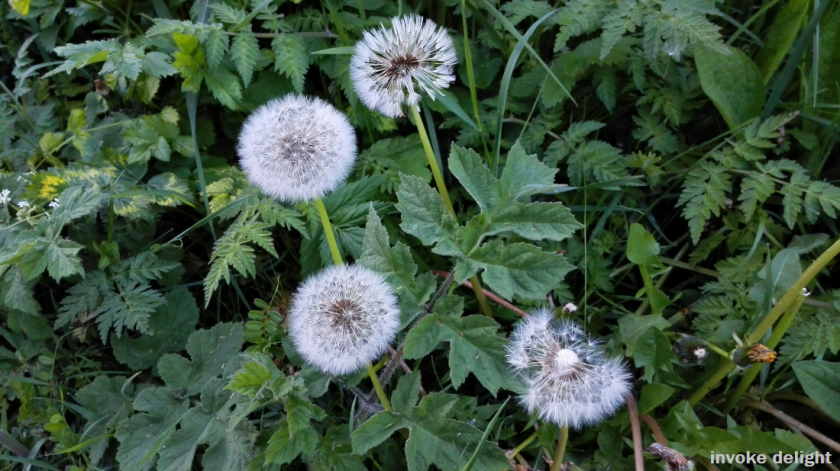 Dandelion clocks, on the verge of telling the time.