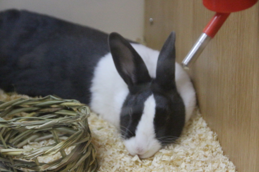york floods 2015 rabbits pets affected