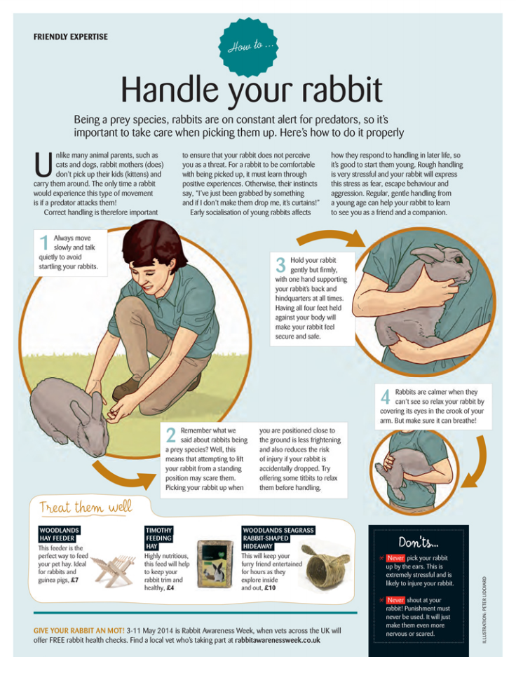 how to handle your bunny rabbit