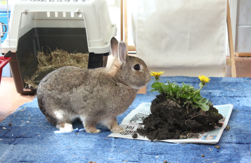 bunny rabbit eating dandelion cute bunnies cute bunny soft bunny adorable funny