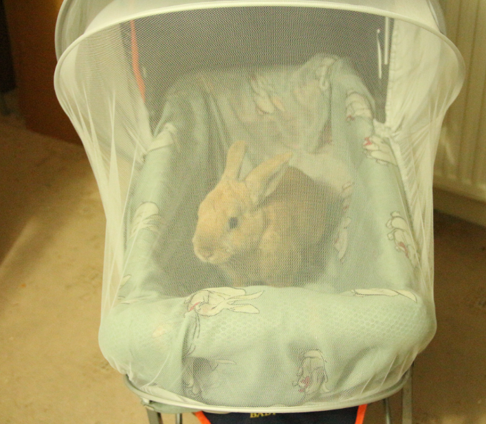 how to make a rabbit stroller DIY houserabbits