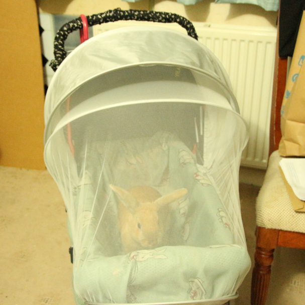 strollers for bunnies